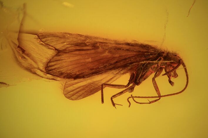 Detailed Fossil Caddisfly (Trichopterae) In Baltic Amber #90875